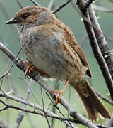 Dunnock