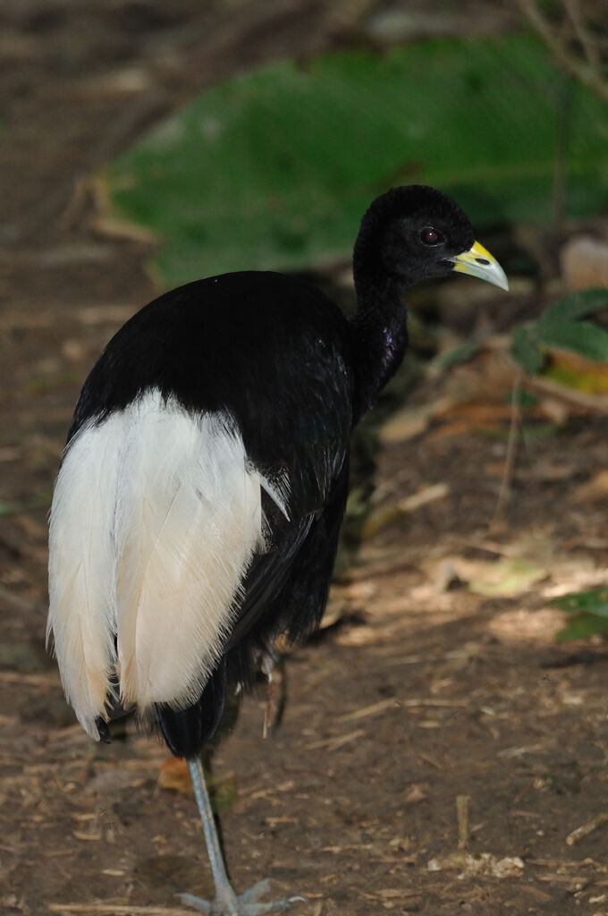 Pale-winged Trumpeteradult, identification