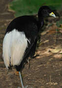 Pale-winged Trumpeter