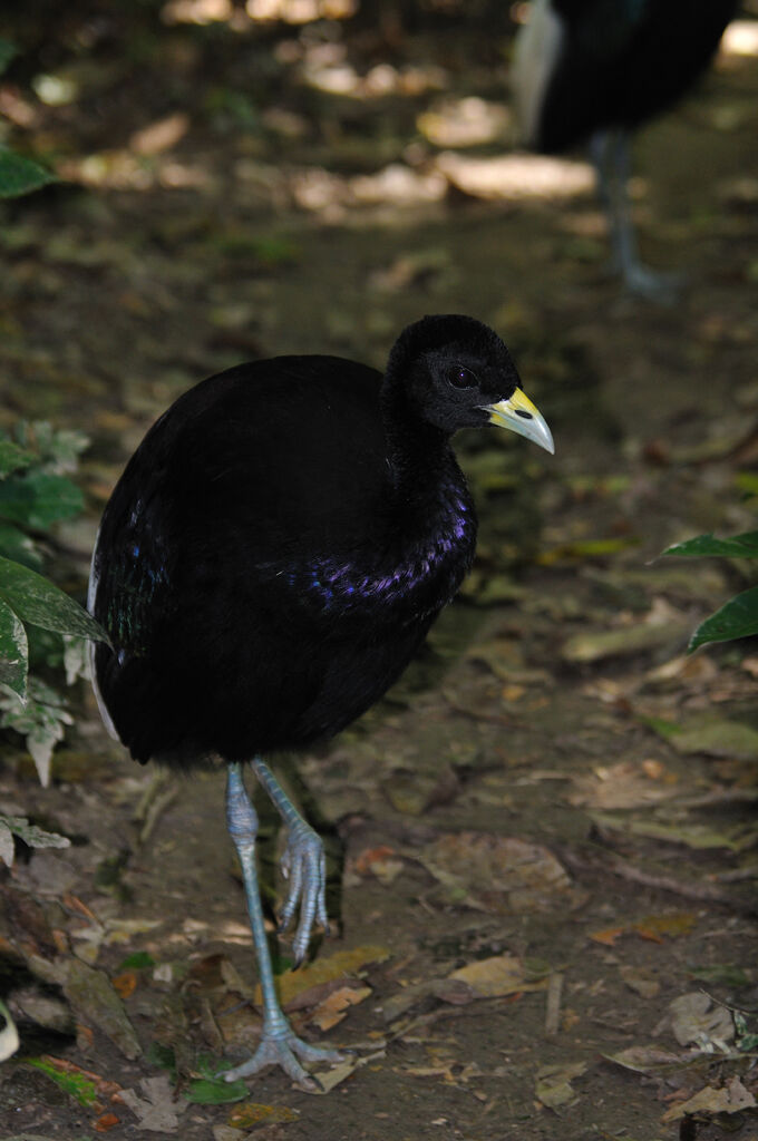 Pale-winged Trumpeter, identification