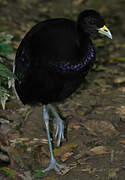 Pale-winged Trumpeter