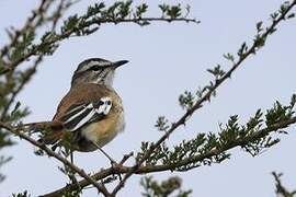 White-browed Scrub Robin