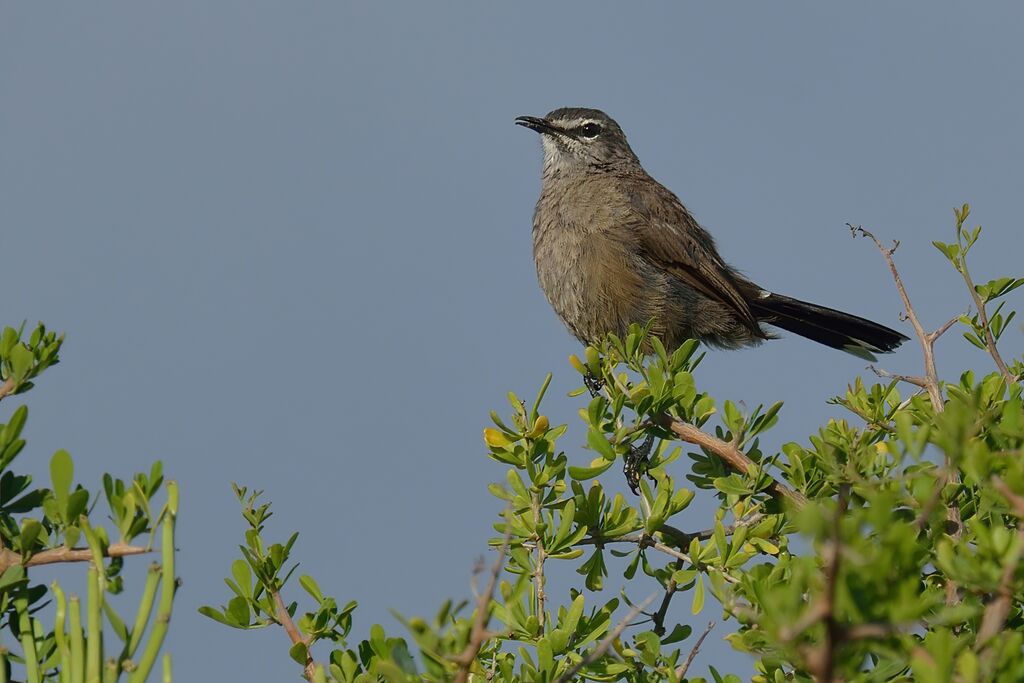 Agrobate coryphéeadulte