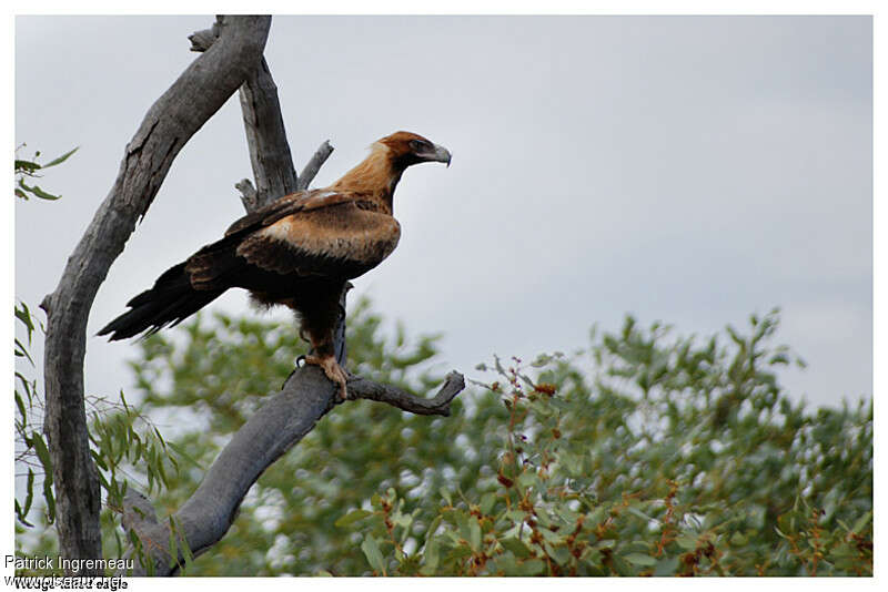 Aigle d'Australieimmature, identification