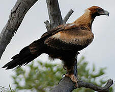 Wedge-tailed Eagle