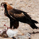 Aigle d'Australie