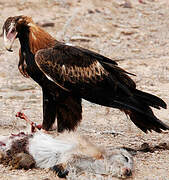 Wedge-tailed Eagle