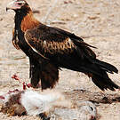 Aigle d'Australie