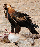 Wedge-tailed Eagle