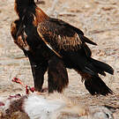 Aigle d'Australie