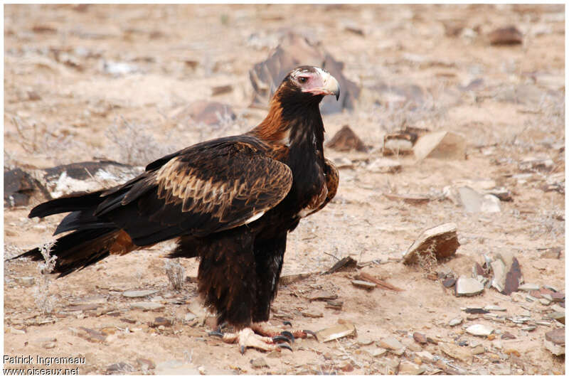 Aigle d'Australieadulte, portrait