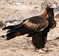 Wedge-tailed Eagle