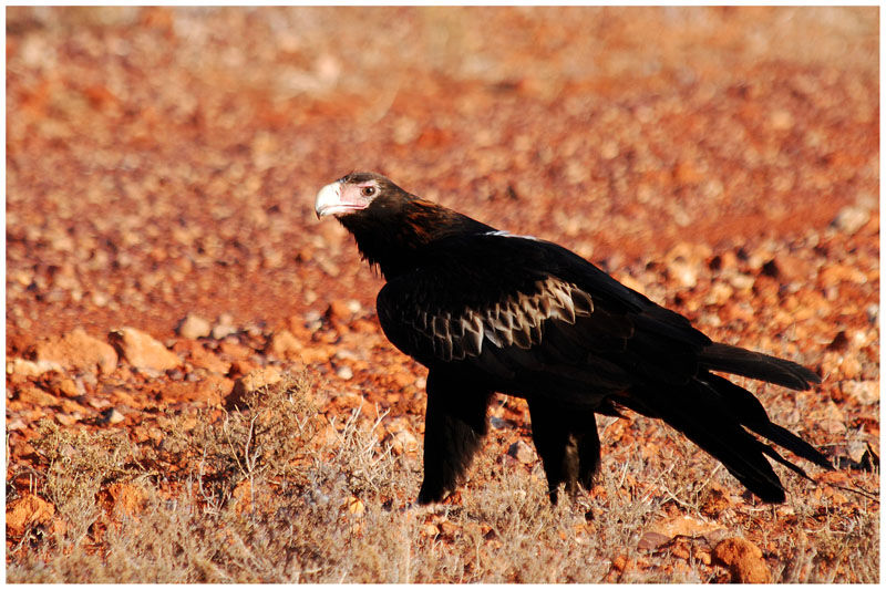 Wedge-tailed Eagleadult