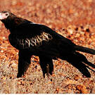 Aigle d'Australie