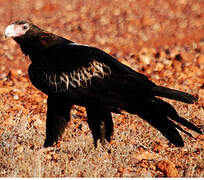 Wedge-tailed Eagle