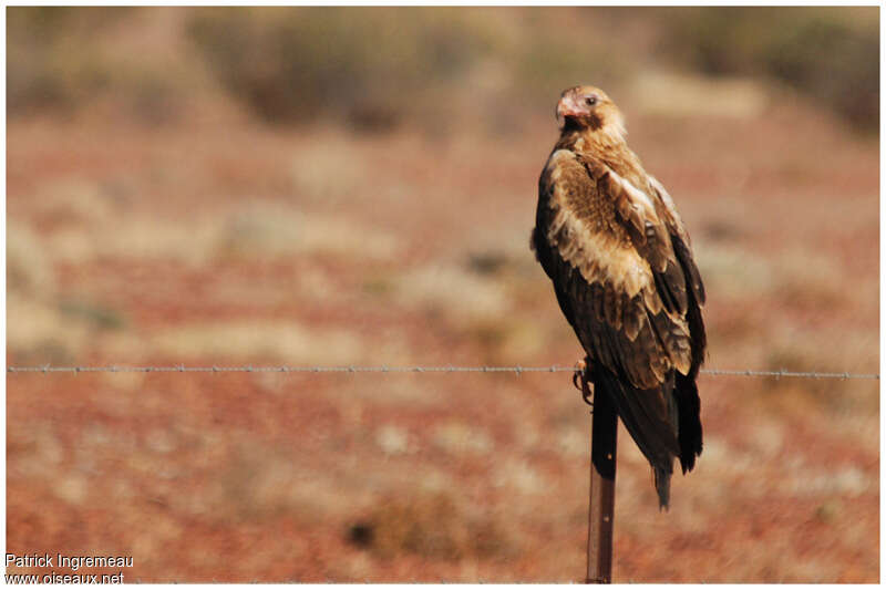 Aigle d'Australiejuvénile, identification