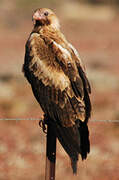 Wedge-tailed Eagle