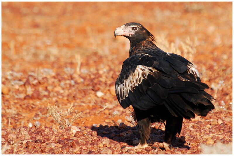 Wedge-tailed Eagleadult