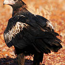 Aigle d'Australie
