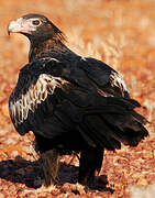 Wedge-tailed Eagle