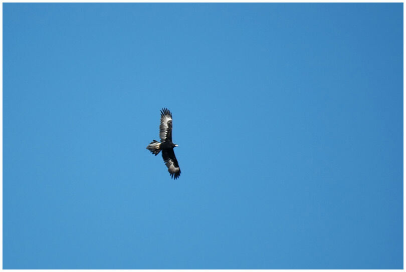 Wedge-tailed Eagle