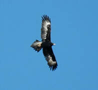 Wedge-tailed Eagle