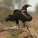Aigle d'Australie