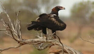 Aigle d'Australie