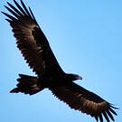 Aigle d'Australie