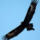 Aigle d'Australie