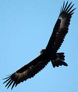 Wedge-tailed Eagle