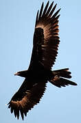 Wedge-tailed Eagle