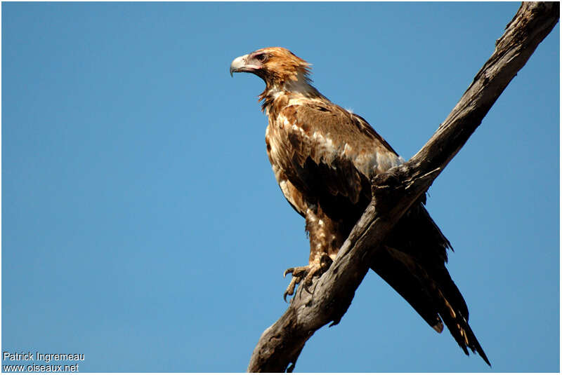 Aigle d'Australieimmature, identification