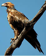 Aigle d'Australie