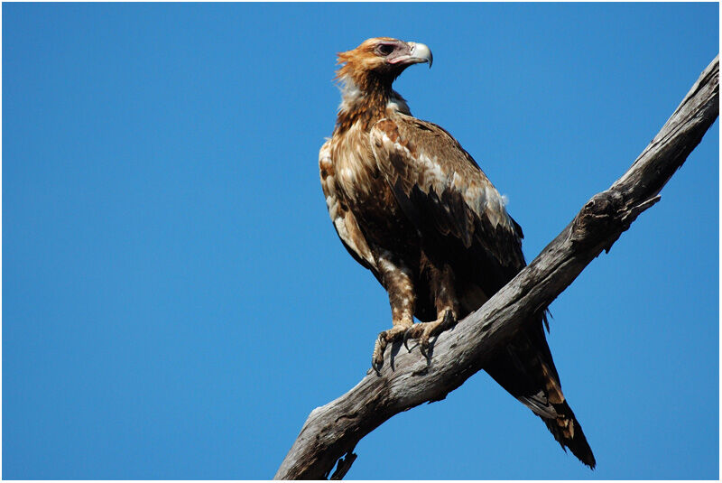 Aigle d'Australieimmature