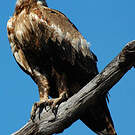 Aigle d'Australie