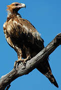 Wedge-tailed Eagle