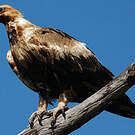 Aigle d'Australie