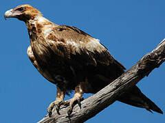 Aigle d'Australie