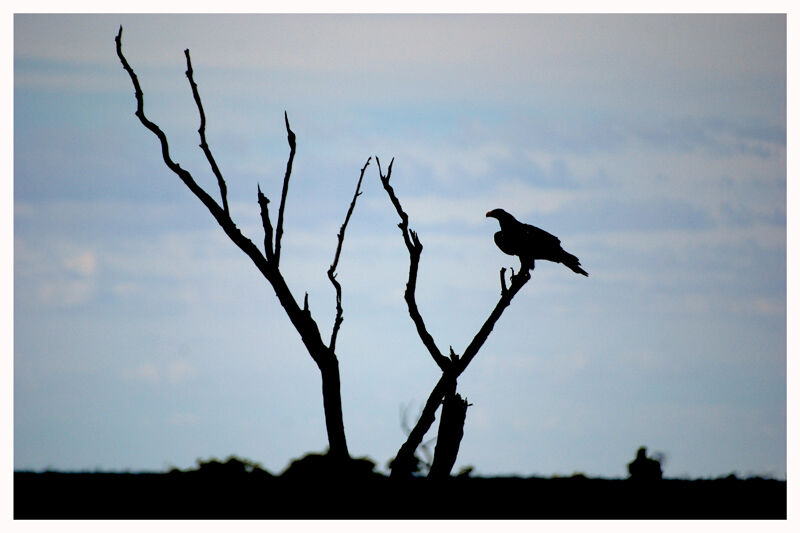 Aigle d'Australie