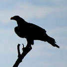 Aigle d'Australie