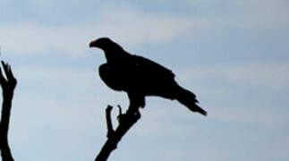 Aigle d'Australie