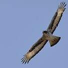 Aigle fascié