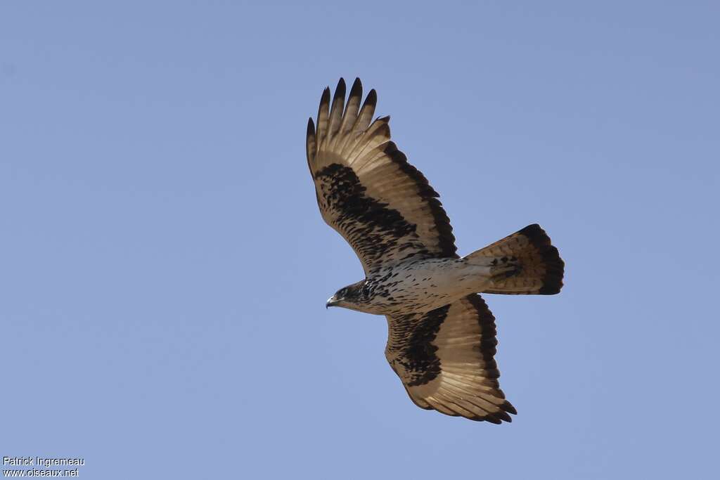 Aigle fasciéadulte, Vol