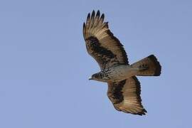 African Hawk-Eagle