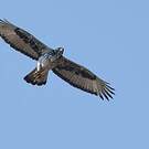 Aigle fascié