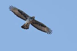 African Hawk-Eagle
