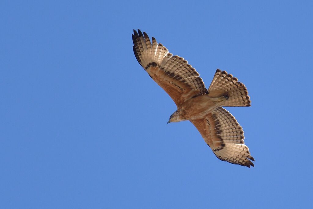 Aigle fasciéimmature, Vol