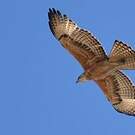 Aigle fascié