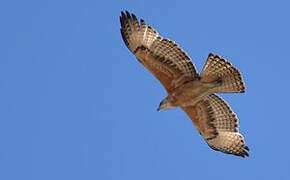 African Hawk-Eagle
